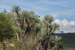Yucca mixtecana
