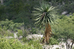 Yucca mixtecana