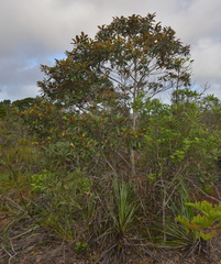 Alphitonia neocaledonica