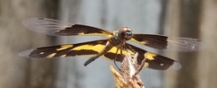 Rhyothemis variegata
