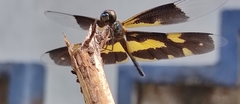 Rhyothemis variegata