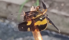 Rhyothemis variegata