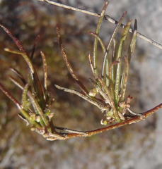 Centella virgata virgata