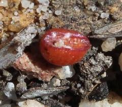 Margarodidae