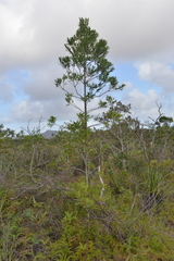 Agathis lanceolata