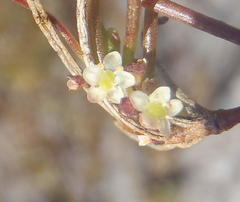 Centella virgata virgata