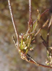 Centella virgata virgata