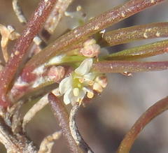Centella virgata virgata