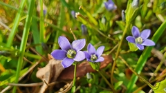 Gentianella azurea