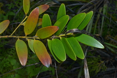 Agathis lanceolata