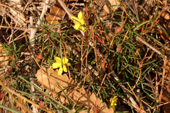 Hibbertia stricta
