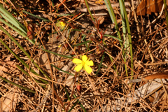 Hibbertia stricta