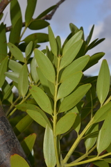 Agathis lanceolata