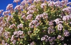Crassula rupestris rupestris