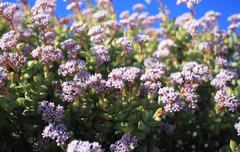 Crassula rupestris rupestris