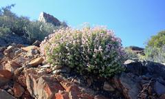 Crassula rupestris rupestris