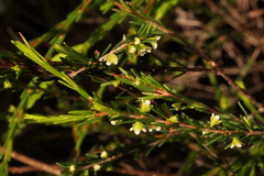 Ochrosperma lineare