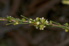 Ochrosperma lineare