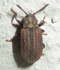 Paragonocnemis