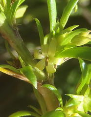 Carpacoce