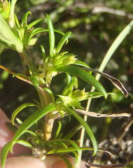 Carpacoce
