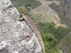 Stenocercus crassicaudatus