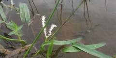 Satara Aponogeton (Aponogeton satarensis)