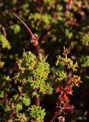 Pelargonium englerianum