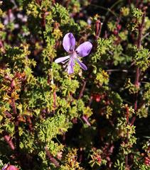 Pelargonium englerianum