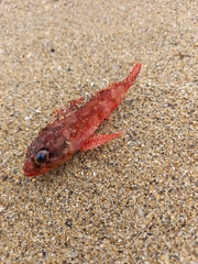 Enneapterygius atrogulare