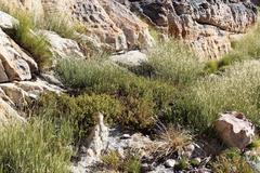 Pelargonium englerianum