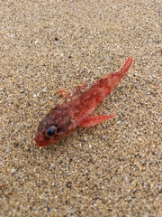 Enneapterygius atrogulare