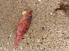 Enneapterygius atrogulare