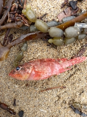 Enneapterygius atrogulare