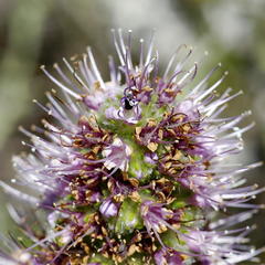 Echiostachys ecklonianus