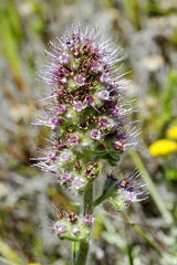 Echiostachys ecklonianus