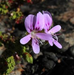 Pelargonium crispum