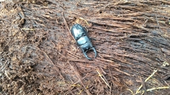 Aegus chelifer nitidus