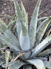 Agave cerulata