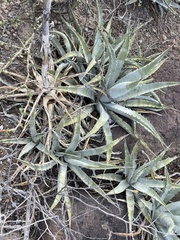 Agave cerulata