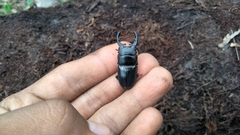 Aegus chelifer nitidus