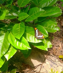 Adelpha iphicleola