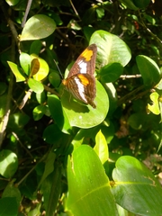 Adelpha iphicleola