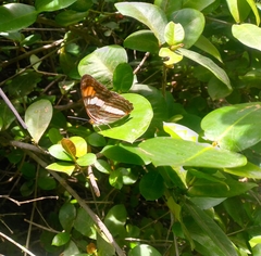 Adelpha iphicleola