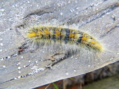 Bombycomorpha bifascia