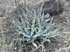 Agave cerulata
