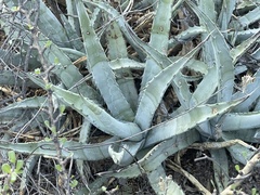 Agave cerulata
