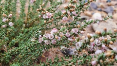 Reaumuria songarica