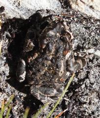Capensibufo tradouwi