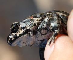 Capensibufo tradouwi